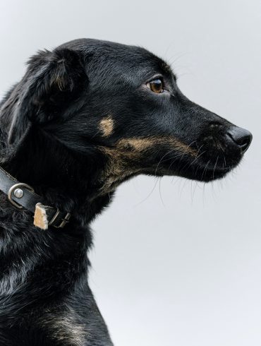 Abscesos en los perros