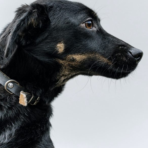 Abscesos en los perros