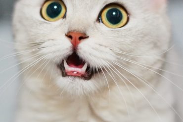 Higiene bucal en los gatos