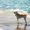 perro playa recorremos andalucia
