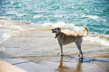 perro playa recorremos andalucia