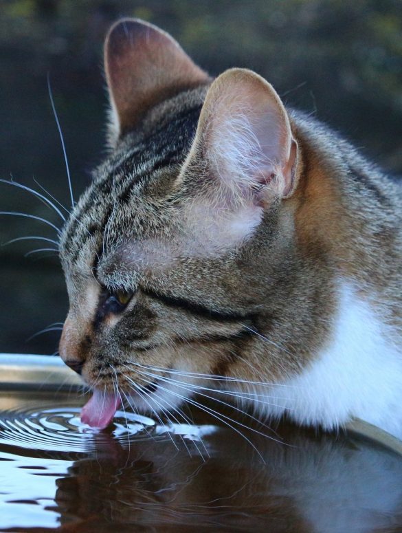Mi gato bebe mucha agua causas
