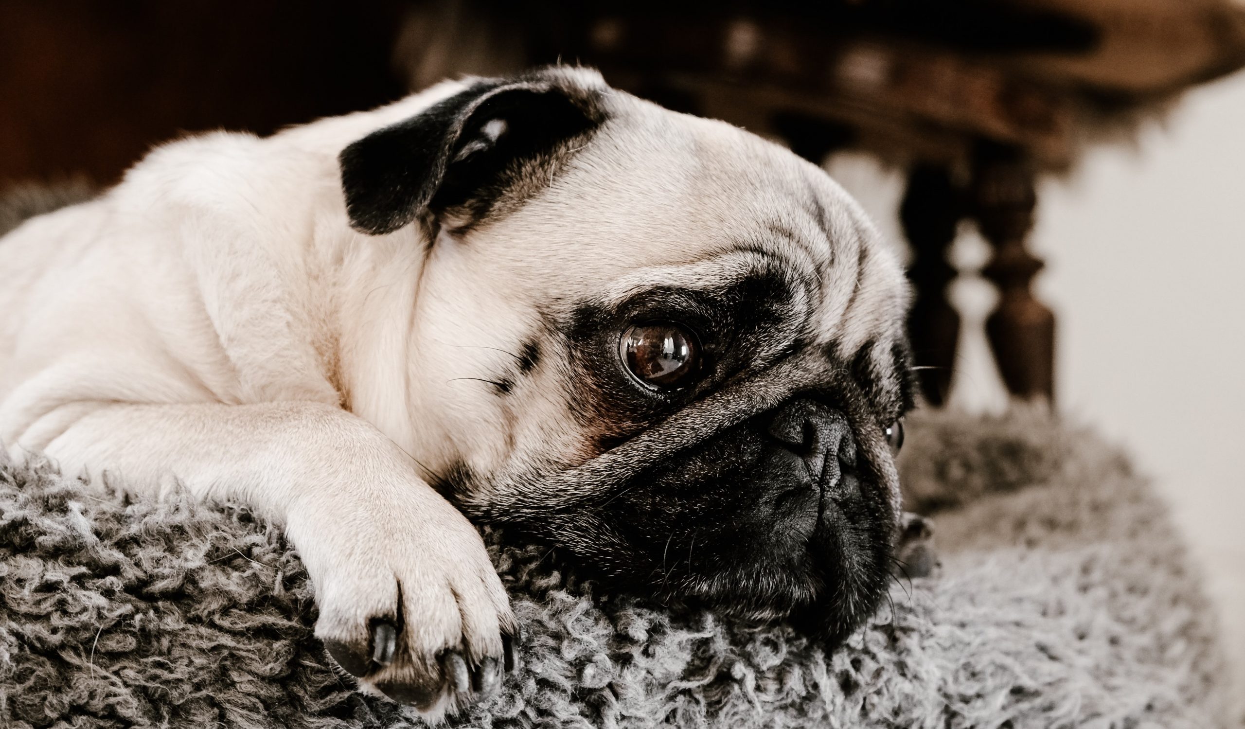 Darse prisa Carne de cordero Consejo Mi perro estornuda mucho - Pampermut Blog
