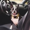 Cómo viajar con tu perro en el coche de la manera más segura