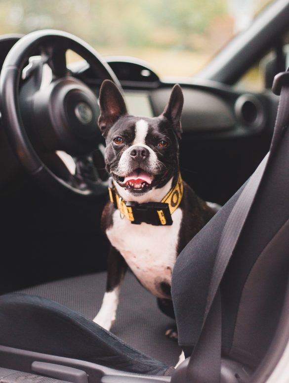 Cómo viajar con tu perro en el coche de la manera más segura - Pampermut  Blog