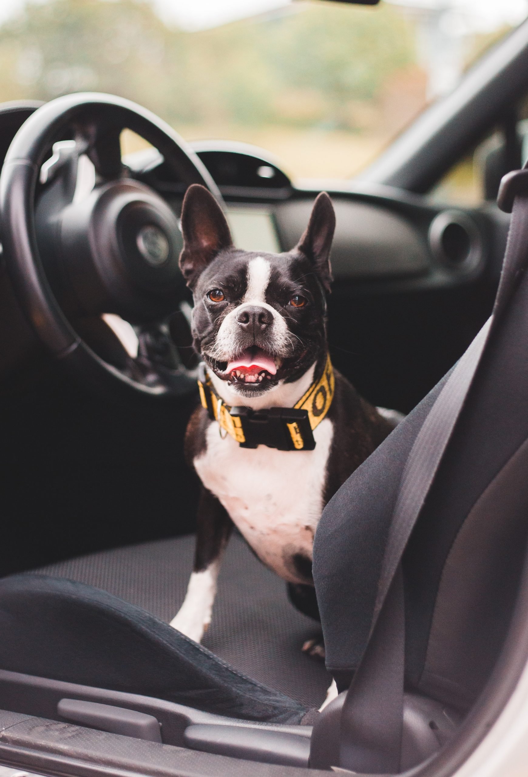 Viajar en coche con tu perro