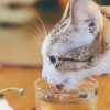 Qué puedo hacer para que mi gato beba agua