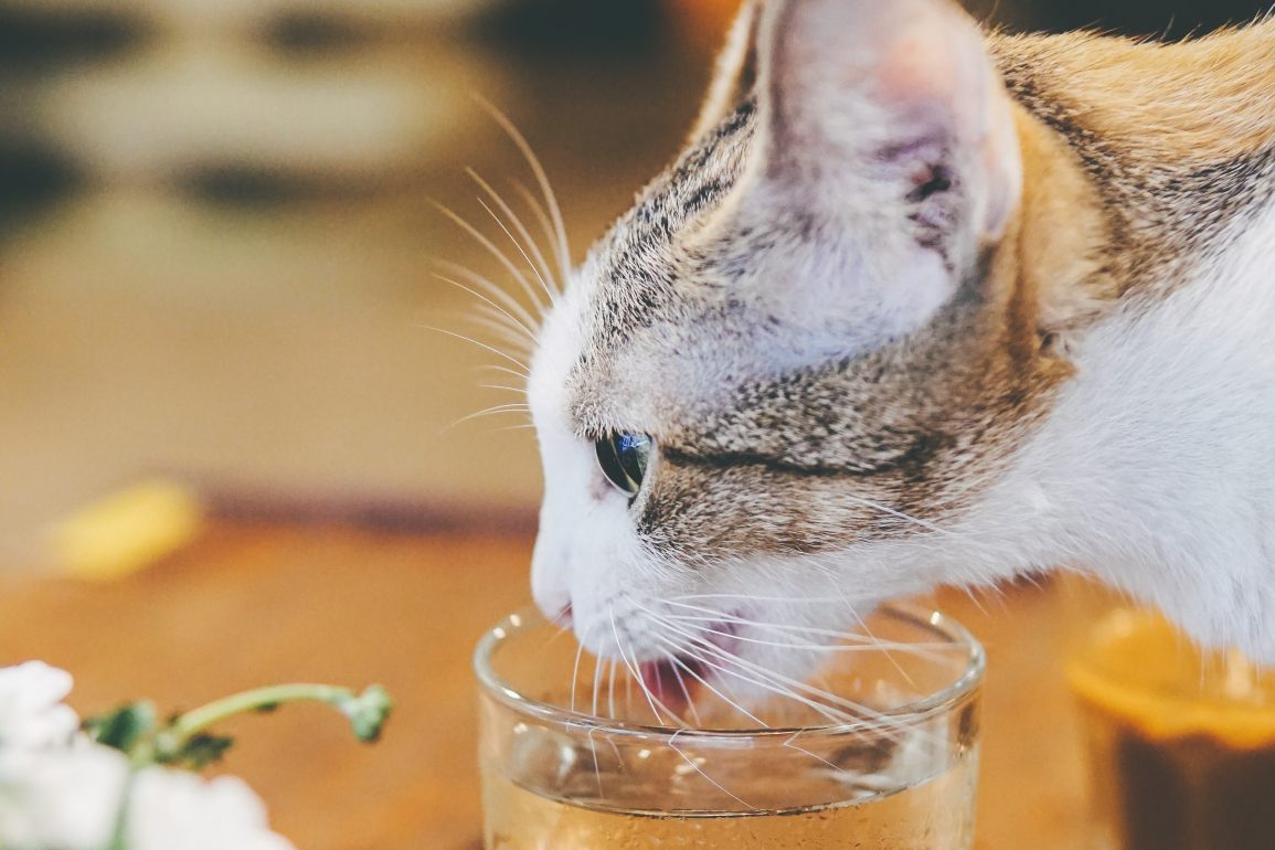 Qué puedo hacer para que mi gato beba agua