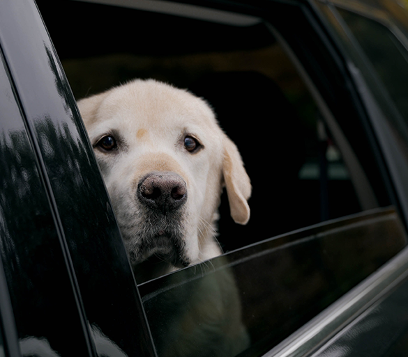 4 consejos para perros que tienen miedo a los coches