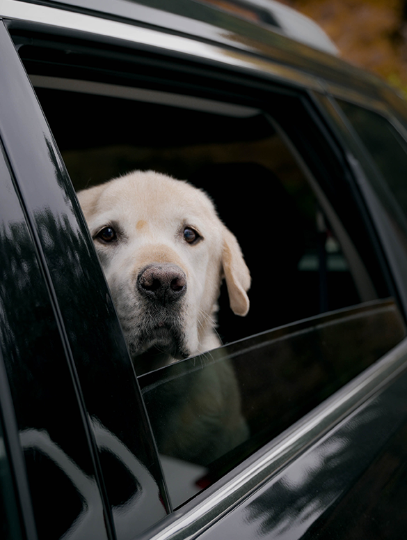 4 consejos para perros que tienen miedo a los coches