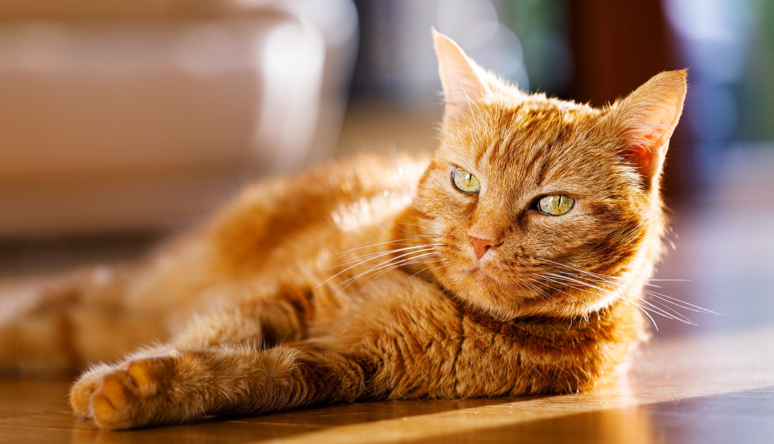 Cómo puedo saber si mi gato tiene calor? - Pampermut Blog