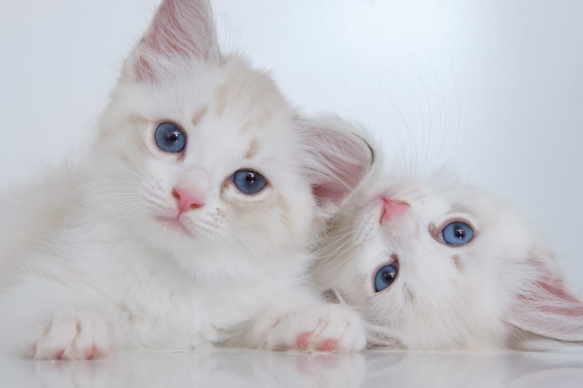 Nuestra compañía Hong Kong Maryanne Jones Los gatos cambian de color al crecer? - Pampermut Blog