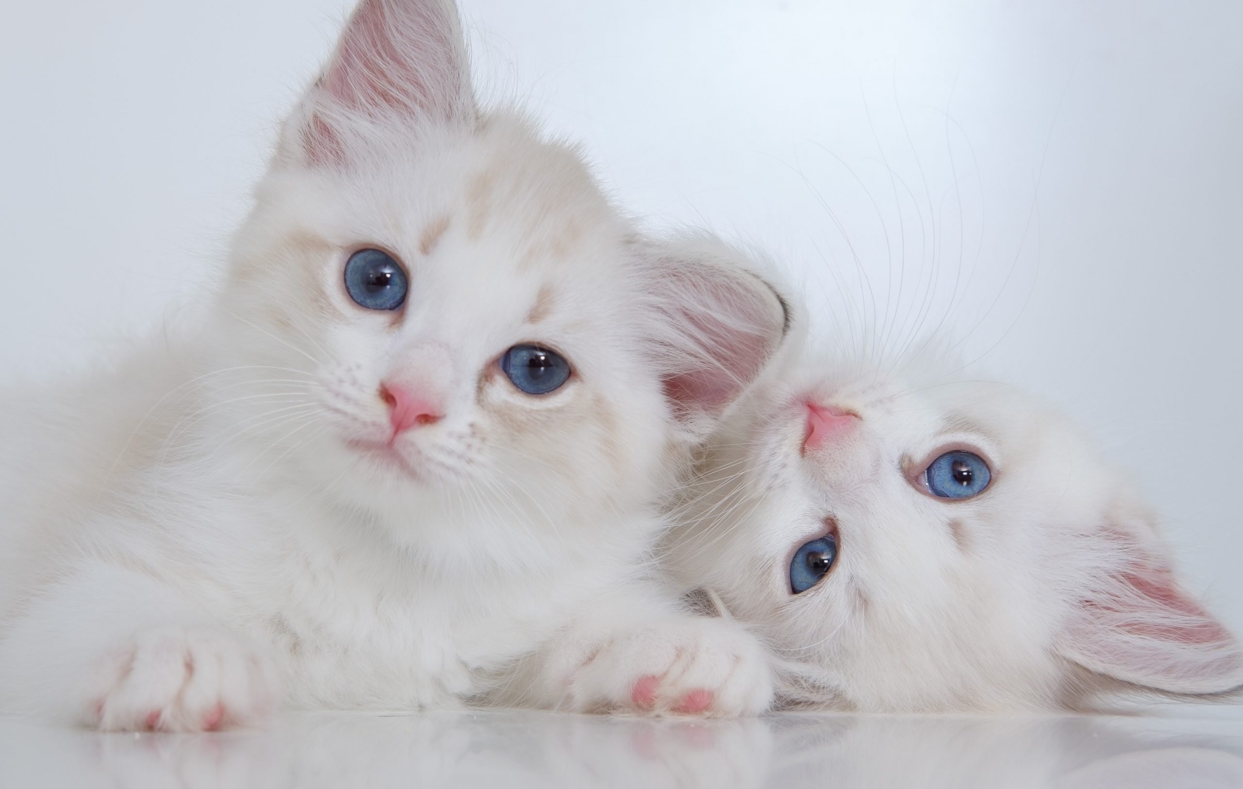 Los gatos cambian de color al crecer? - Pampermut Blog