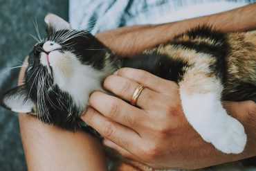 Masajes para los gatos para relajarles y reforzar vuestro vínculo