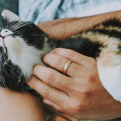Masajes para los gatos para relajarles y reforzar vuestro vínculo