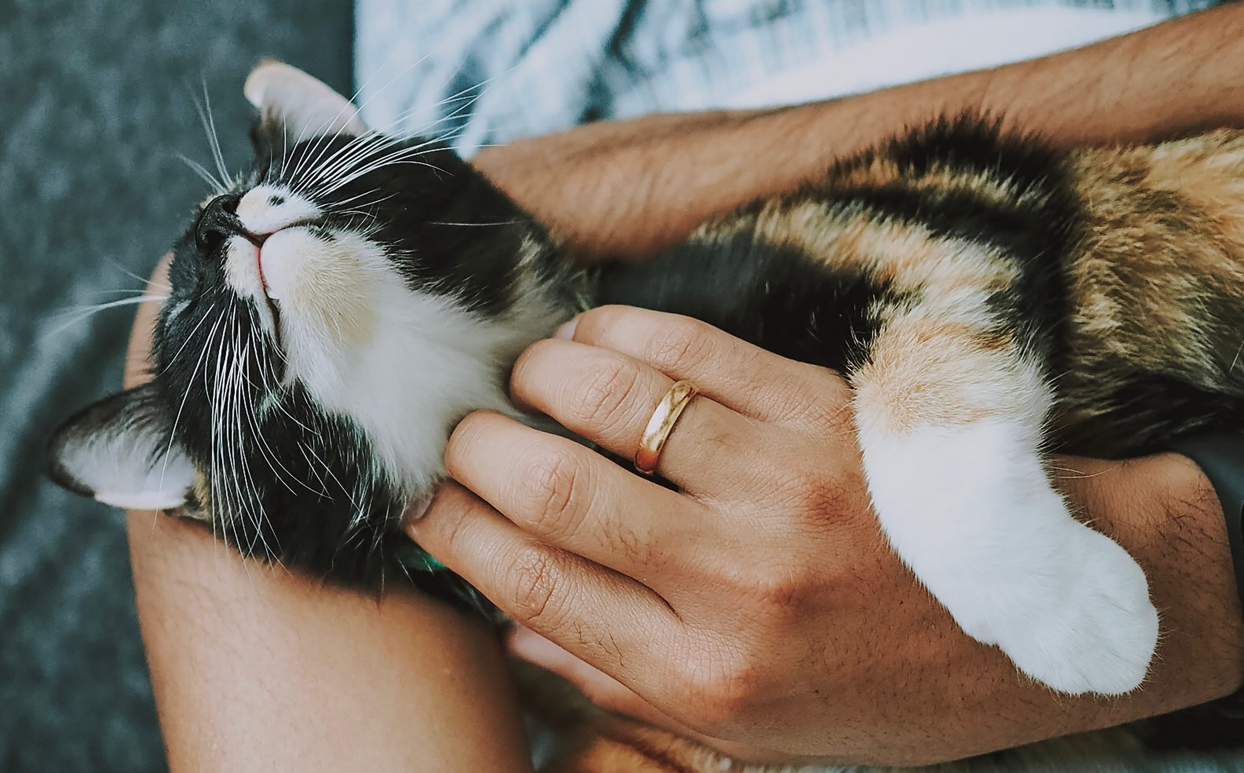 Masajes para los gatos: para relajarles y reforzar vuestro vínculo -  Pampermut Blog