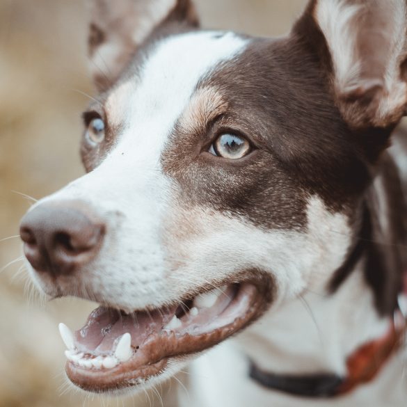 Qué significan las encías blancas en los perros