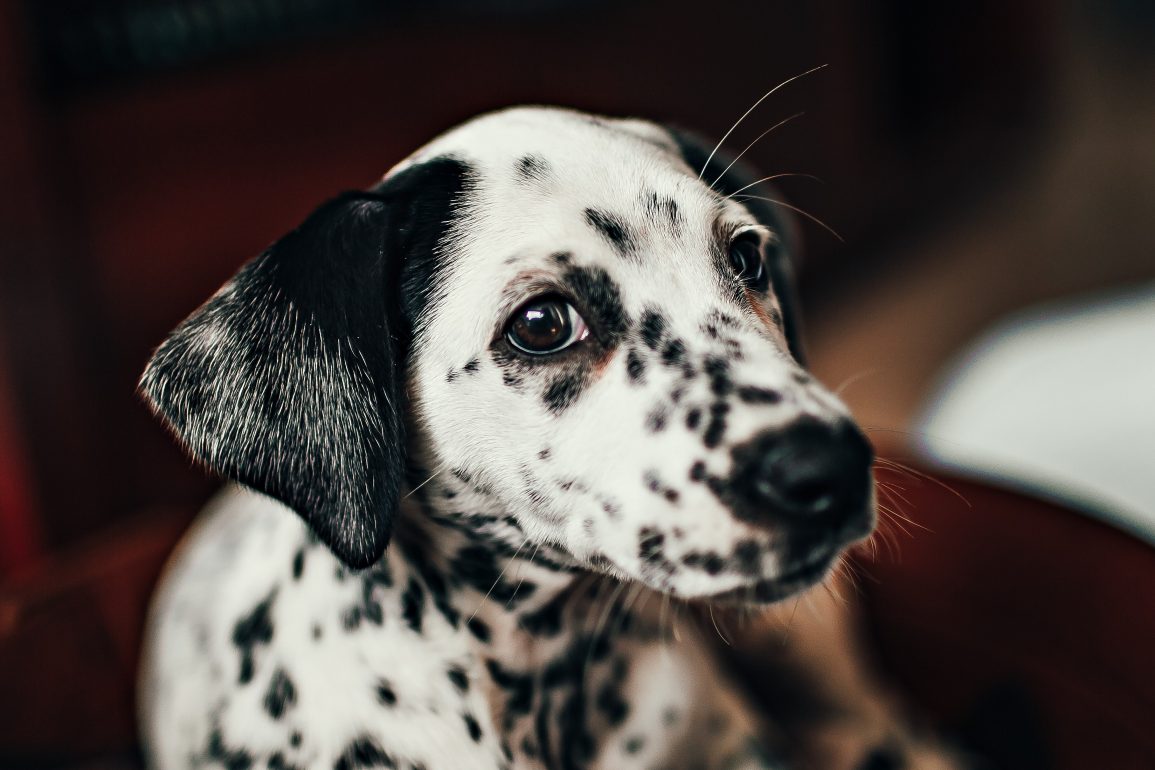 Qué significan las legañas en un perro cachorro