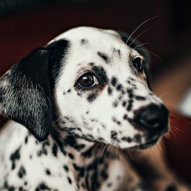 Qué significan las legañas en un perro cachorro
