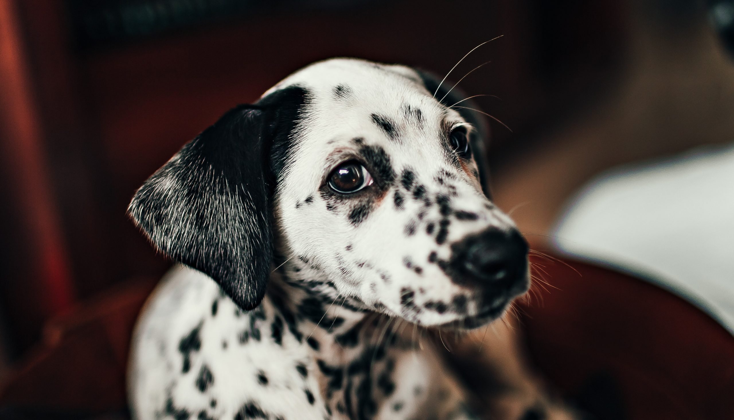 Qué significan las legañas en un perro cachorro? Blog