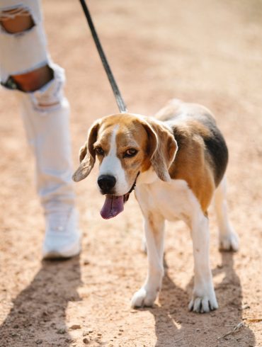 Síntomas de deshidratación en los perros