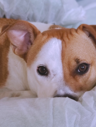 hongos-en-los-perros