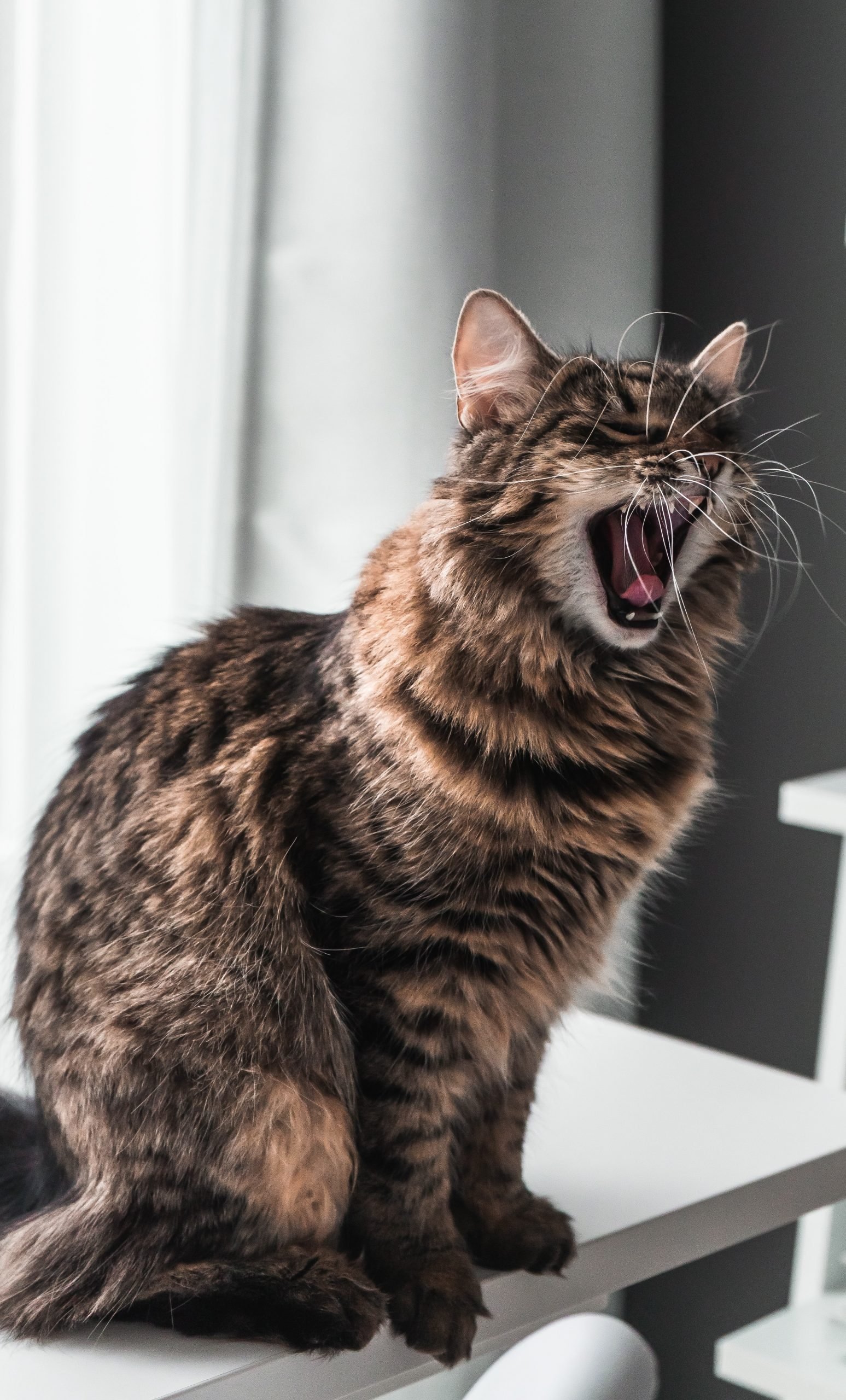 Mercado Golpe fuerte Interesante Mi gato estornuda: principales causas y cómo solucionarlo - Pampermut Blog