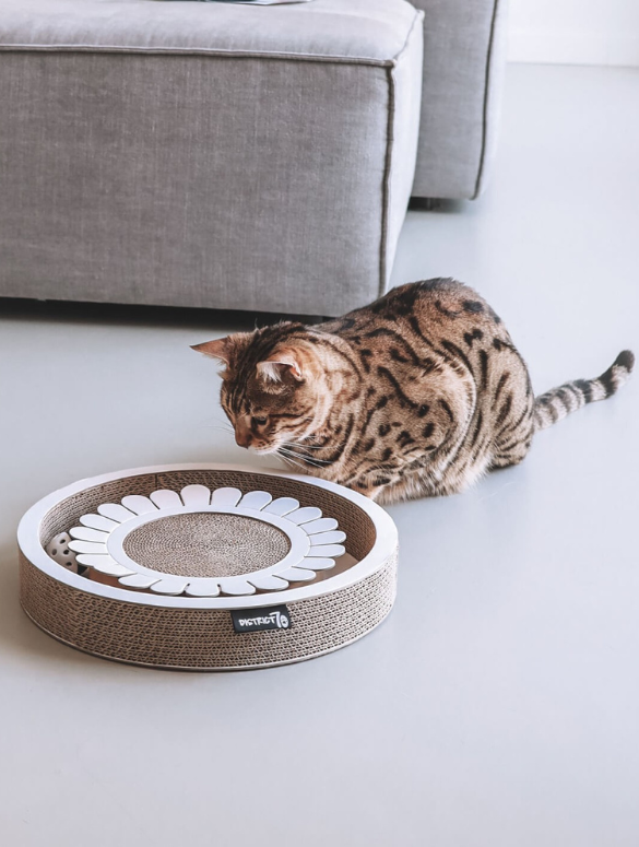 rascador interactivo gatos