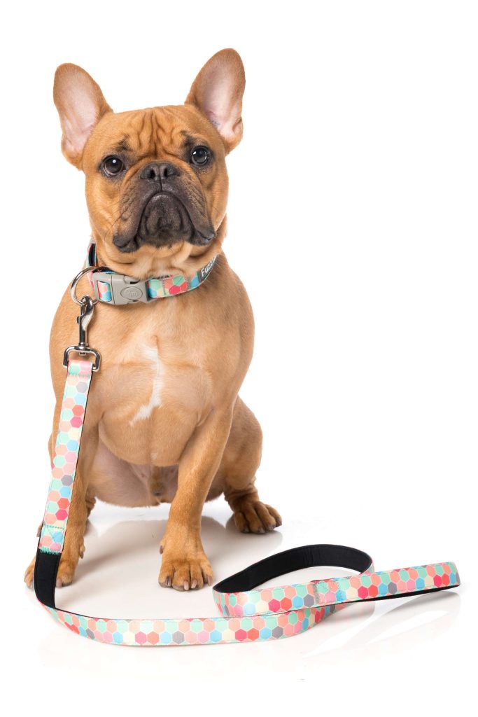 Perro de raza bulldog francés de color marrón claro con correa de paseo de diferentes topos de color rojo, amarillo y azul turquesa, sentado y mirando de frente sobre un fondo blanco.