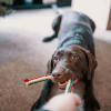 "Perro marrón jugando con una colorida cuerda trenzada, mientras una mano humana sujeta el otro extremo, en una alegre partida de tira y afloja. La imagen capta un momento de interacción y diversión entre el perro y la persona, destacando la importancia de los juegos interactivos como regalos para perros.