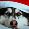 Imagen de un perro con un gorro de Santa Claus rojo y blanco, sentado junto a un árbol de Navidad decorado con luces y adornos festivos. Esta adorable escena es un buen ejemplo de cómo preparar a tu mascota para la Navidad, asegurando que esté feliz y segura durante las celebraciones navideñas.