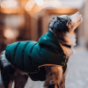 La imagen muestra a un perro con un pelaje multicolor (negro, blanco y marrón) que lleva puesto un chaleco acolchado verde. El fondo está desenfocado, con luces cálidas que crean un efecto bokeh, sugiriendo un entorno al aire libre, posiblemente por la tarde o noche. El perro parece estar mirando hacia arriba, lo que añade un toque dinámico a la imagen. El chaleco tiene botones y un forro de lana, lo que indica que está diseñado para mantener al perro abrigado. Este chaleco no solo es elegante, sino que también destaca los beneficios de la ropa para perros, proporcionando calidez y comodidad en climas fríos.