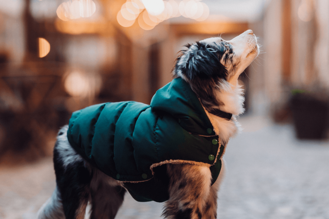 La imagen muestra a un perro con un pelaje multicolor (negro, blanco y marrón) que lleva puesto un chaleco acolchado verde. El fondo está desenfocado, con luces cálidas que crean un efecto bokeh, sugiriendo un entorno al aire libre, posiblemente por la tarde o noche. El perro parece estar mirando hacia arriba, lo que añade un toque dinámico a la imagen. El chaleco tiene botones y un forro de lana, lo que indica que está diseñado para mantener al perro abrigado. Este chaleco no solo es elegante, sino que también destaca los beneficios de la ropa para perros, proporcionando calidez y comodidad en climas fríos.