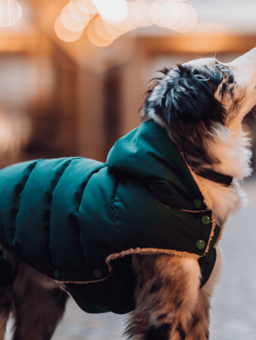 La imagen muestra a un perro con un pelaje multicolor (negro, blanco y marrón) que lleva puesto un chaleco acolchado verde. El fondo está desenfocado, con luces cálidas que crean un efecto bokeh, sugiriendo un entorno al aire libre, posiblemente por la tarde o noche. El perro parece estar mirando hacia arriba, lo que añade un toque dinámico a la imagen. El chaleco tiene botones y un forro de lana, lo que indica que está diseñado para mantener al perro abrigado. Este chaleco no solo es elegante, sino que también destaca los beneficios de la ropa para perros, proporcionando calidez y comodidad en climas fríos.